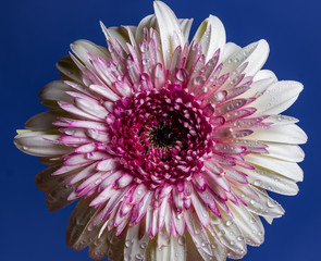 white gerbera on a blue background