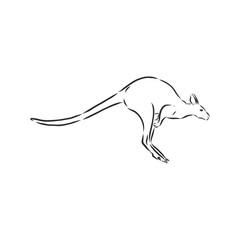Fototapeta na wymiar Drawing of a kangaroo. Vector illustration. kangaroo vector sketch illustration