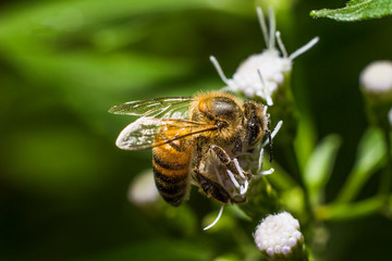Pollinating bee posed on flower