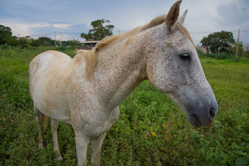 Cavalo