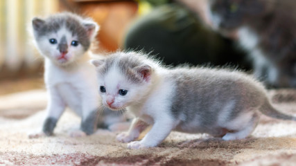Two little kittens in the room are making the first steps