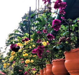 Bougainvillea multicolour