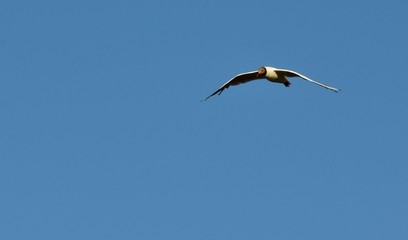 seagull flying in the sky over the ocean and lake