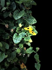 Thunbergia Alata with dark background