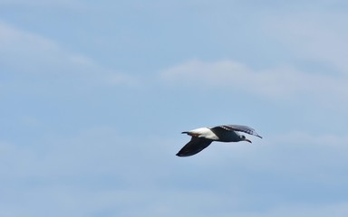 seagull flying in the sky over the ocean and lake