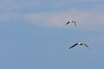 seagull flying in the sky over the ocean and lake