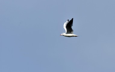 seagull flying in the sky over the ocean and lake