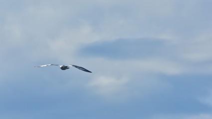 seagull flying in the sky over the ocean and lake