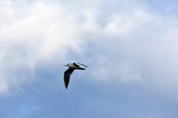 seagull flying in the sky over the ocean and lake