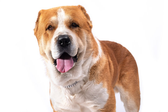 Alabai beautiful big male adult dog portrait