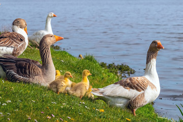 Geese with little yellow goslings on the river bank