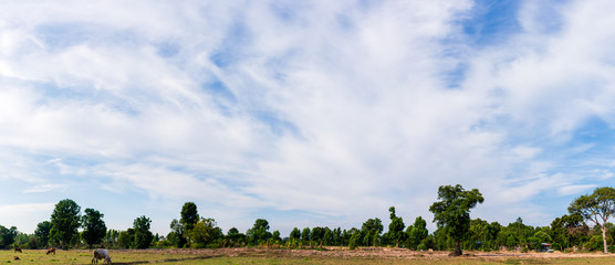 Obraz na płótnie Canvas Panorama image, Blue sky and wispy white clouds on a sunny day over the fields.