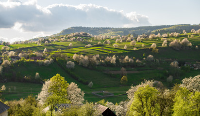 Naklejka premium Beautiful spring view to the fields and meadows. Blooming cherries. Slovakia nature. Hrinova, Europe. 