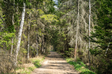 Sandy road through the forest.