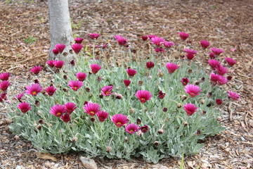 pink flowers blooming