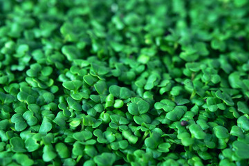 Broccoli microgreen. Green leaf texture close up