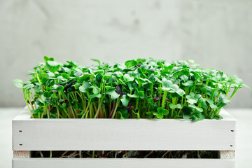 Radish microgreen in a white wooden box. The concept of home gardening and growing greenery indoors