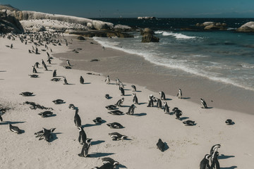 A flock of penguins are standing on the beach in Africa