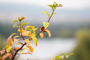 Branch with autumn leaves on river background, autumn background