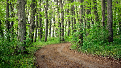 Summer forest. Soil road in deciduous forest