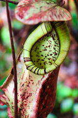 Nepenthes (Nepenthaceae) - Borneo Malaysia Asia 