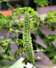 bitter guard in garden 