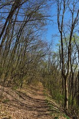 footpath crossing the forest in early spring day