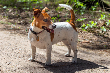 Portrait of Jack Russell Terrier on the sand