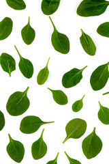 Group of Single spinach leaves on white background
