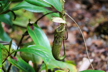 Nepenthes (Nepenthaceae) - Borneo Malaysia Asia 