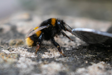A close up of a large bumble bee drinking sugar syrup from a teaspoon his front legs balancing on the edge of the spoon while he sips the syrup