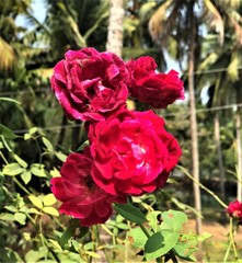 red roses in garden