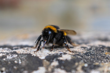 A close up of a very large bumble bee with impressive orange/yellow hairy stripes and delicate wings.  He is resting on a stone.