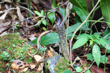 Nepenthes (Nepenthaceae) - Borneo Malaysia Asia 