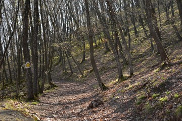 footpath crossing the forest in early spring day