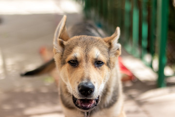 Yawning dog © Matt & Dominika 