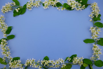 Frame of white flowers on a blue background. Birthday, Mother's Day, Women's Day concept. Top view, copy space, flat lay.