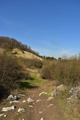 footpath crossing the forest in early spring day