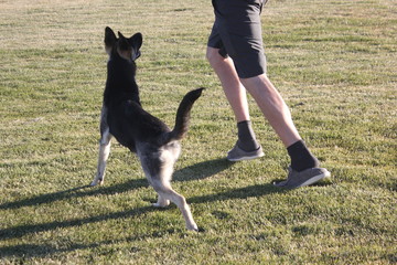 Dog Training Heel