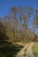 footpath crossing the forest in early spring day