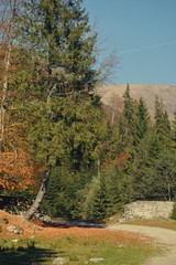 footpath crossing the forest in early spring day