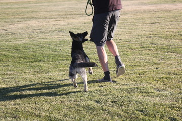 Dog Training Heel