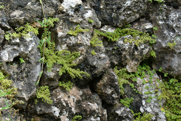 grey big rocks, with grass and plants