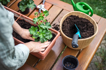 Planting Pelargonium flower into window box on wooden table. Gardening at springtime