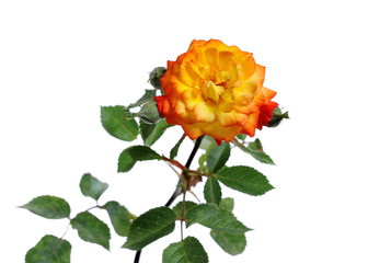 Rose orange and yellow flower with twig and leaves isolated on white background with clipping path