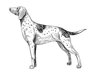 Sketch of  Weimaraner. Pointing Dog.Dog breed. Black outline on transparent background