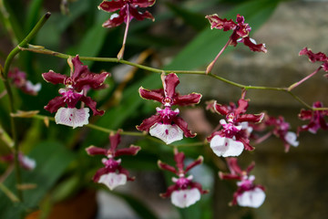 Small fragrant chocolate orchid plant Oncidium sharry baby © Alex Souto Maior