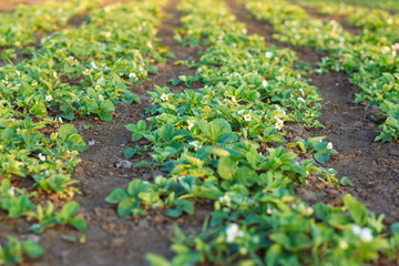 Flower beds with flowering strawberries.