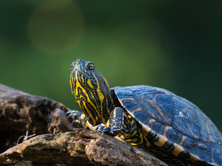 Obraz premium Painted green