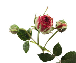 Young red rose flower with stem and leaves isolated on white background with clipping path